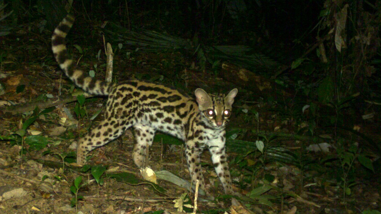 Chat marguay - OFB Guyane