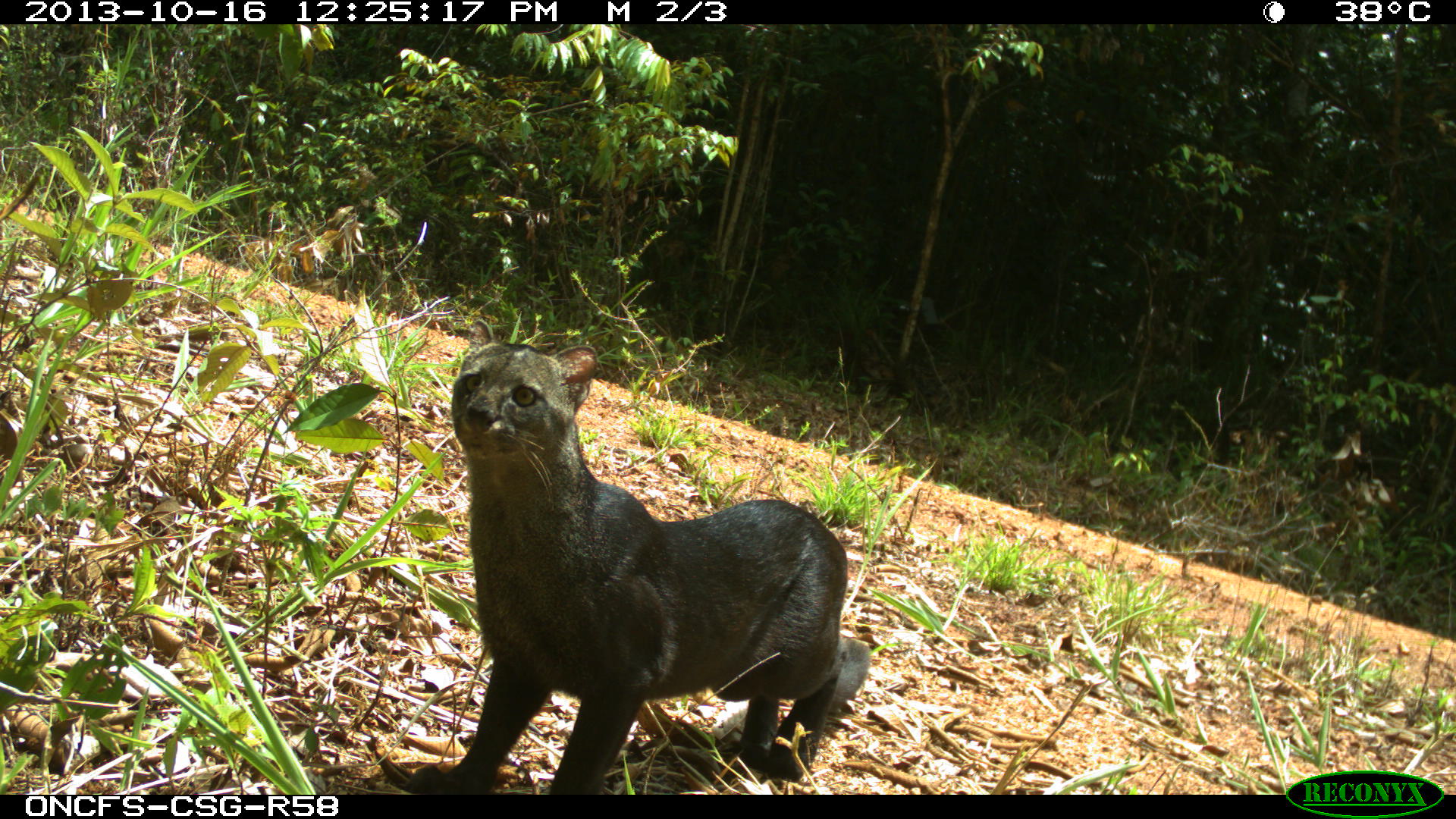 Jaguarondi - OFB Guyane