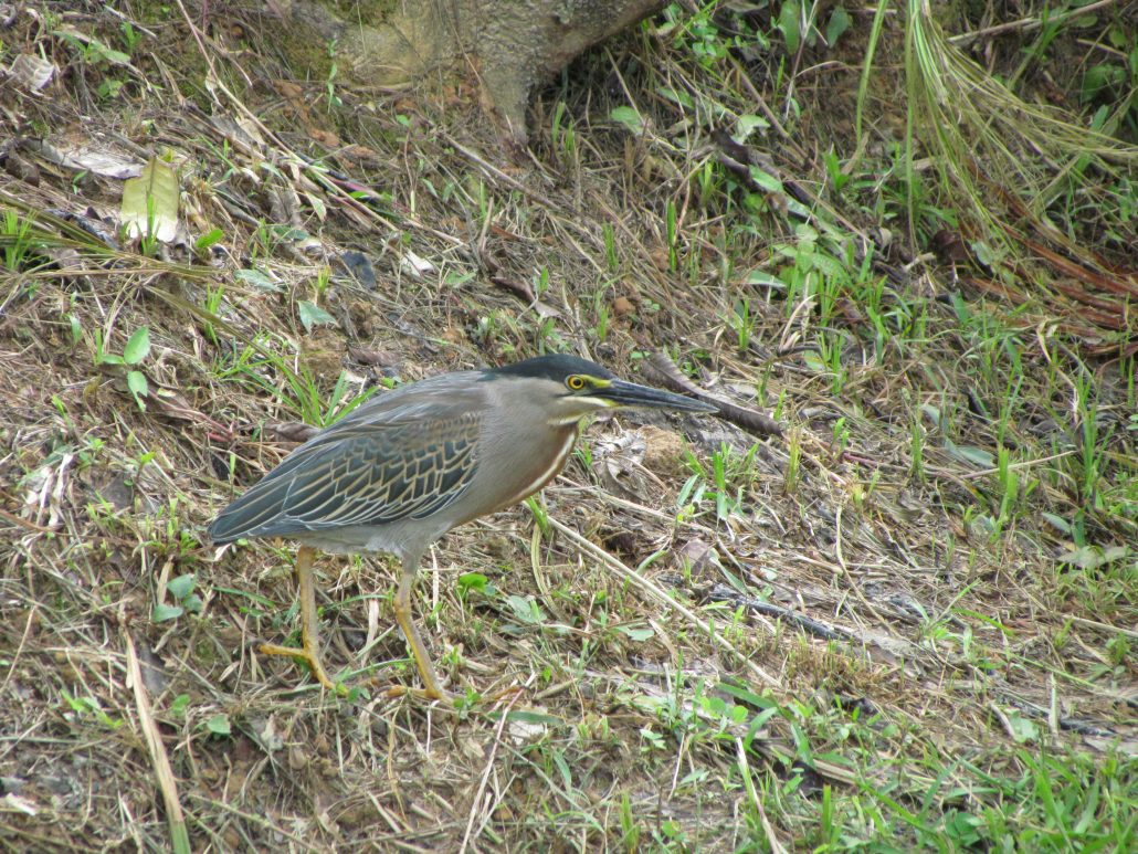 Héron strié OFB Guyane