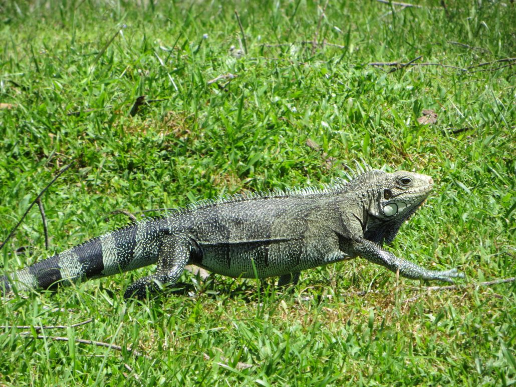 Iguane vert - OFB Guyane